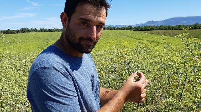 20minutesEco's tweet photo. VIDEO. Provence: Fenouil et abeilles bien nourries... Dans les coulisses de la fabrication du Ricard https://t.co/wdEUezkV92 via @20minutesEco https://t.co/axOleS7JJ7