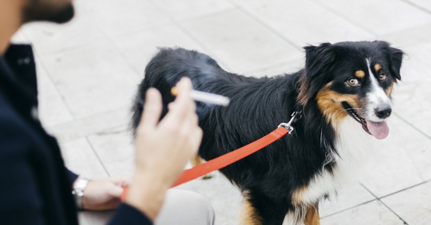 An #Adelaide council will ban smoking in all its dog parks. bit.ly/2H6xTvD <a href="/BenCameron4/">Ben Cameron</a> @TTGCouncil #Smoking