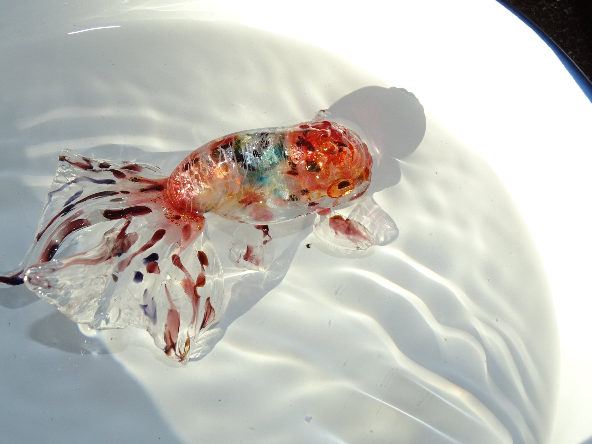 ガラスの金魚 網野篤子 京都個展ありがとうございました 京錦をタライに放してみました 元気に泳いでます ガラス 金魚 京錦 ガラスの金魚 網野篤子 京都個展ありがとうございました 京錦をタライに放してみました 元気に泳いでます ガラス 金魚 京錦
