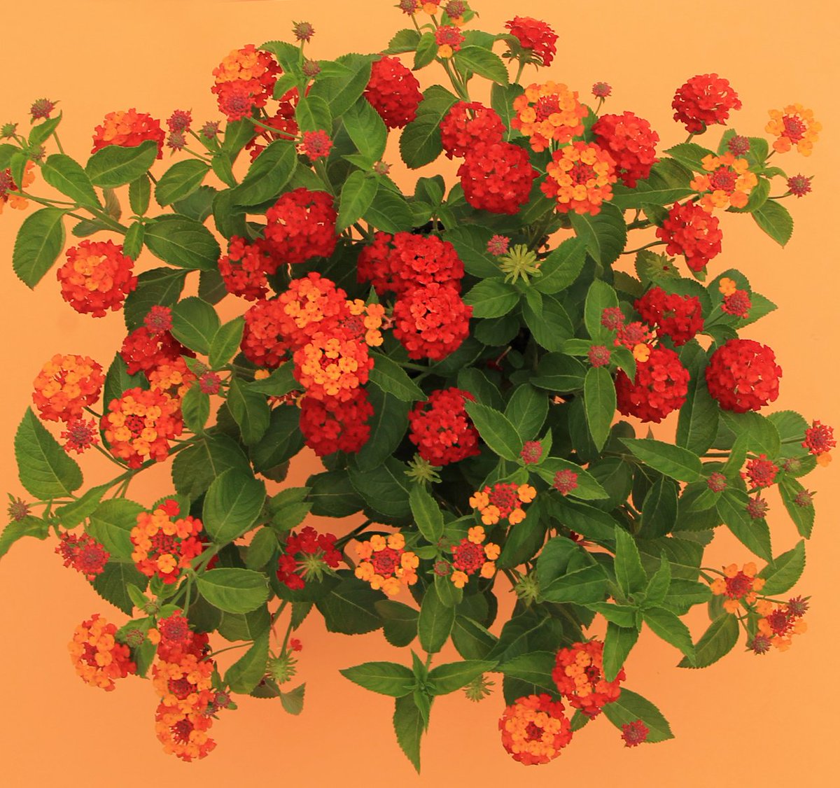 La lantana cámara es una de las reinas de los jardines mediterráneos. Allí donde se plantan destacan por formar unas bolas enormes de flores espectaculares. 

#Lantanacamara #plantasdejardin #plantasdeverano #plantaarbustiva #disfrutadelasplantas