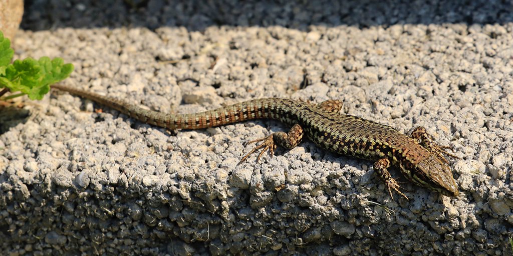 Vandaag woensdag 14 augustus 2019 is het wereld Hagedissendag. Binnen de Nederlandse grenzen kennen we 4 soorten hagedissen: hazelworm, zandhagedis, muurhagedis en de levendbarende hagedis. Meer weten over deze Nederlandse soorten, ga dan naar: bit.ly/NVWG-de-Grutto…