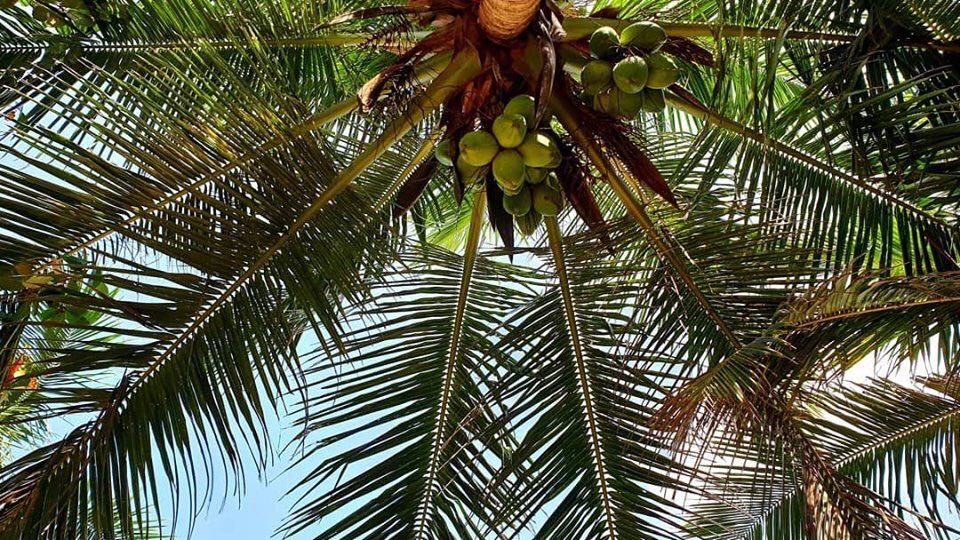 Templeberg's tweet photo. Palm life. Look up #Srilanka #travel #traveling https://t.co/mKfrPOi58t