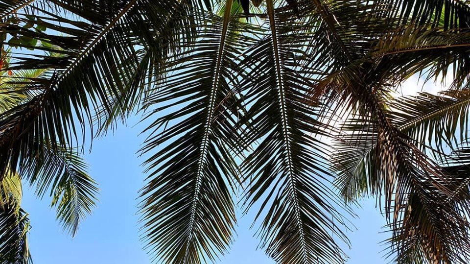 Palm life. Look up #Srilanka #travel #traveling