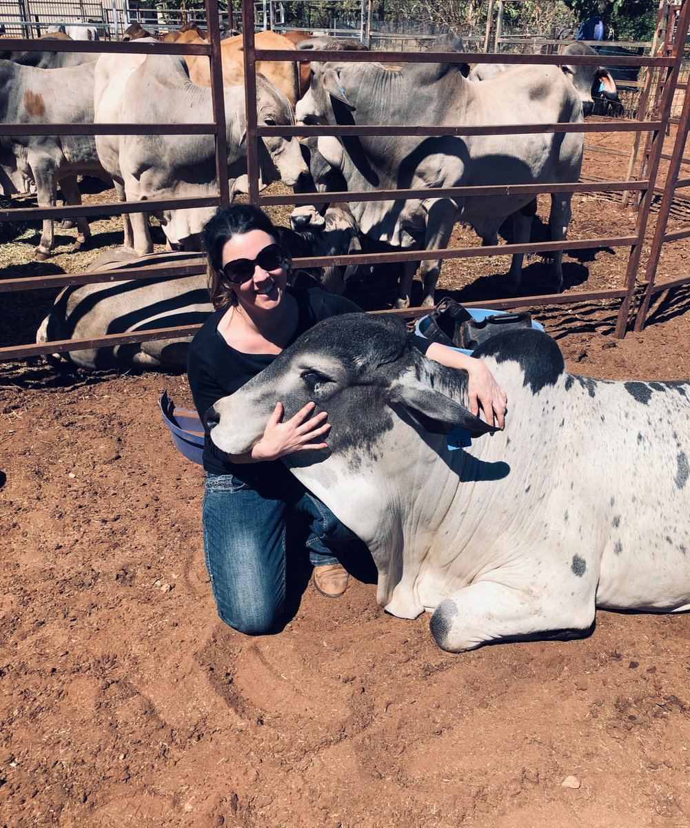 Is it unprofessional to cuddle the talent during an interview? The top-priced bull at the Coodardie Brahman sale in Mataranka went for $3300....he is also a big sook 🐂🐂🐂