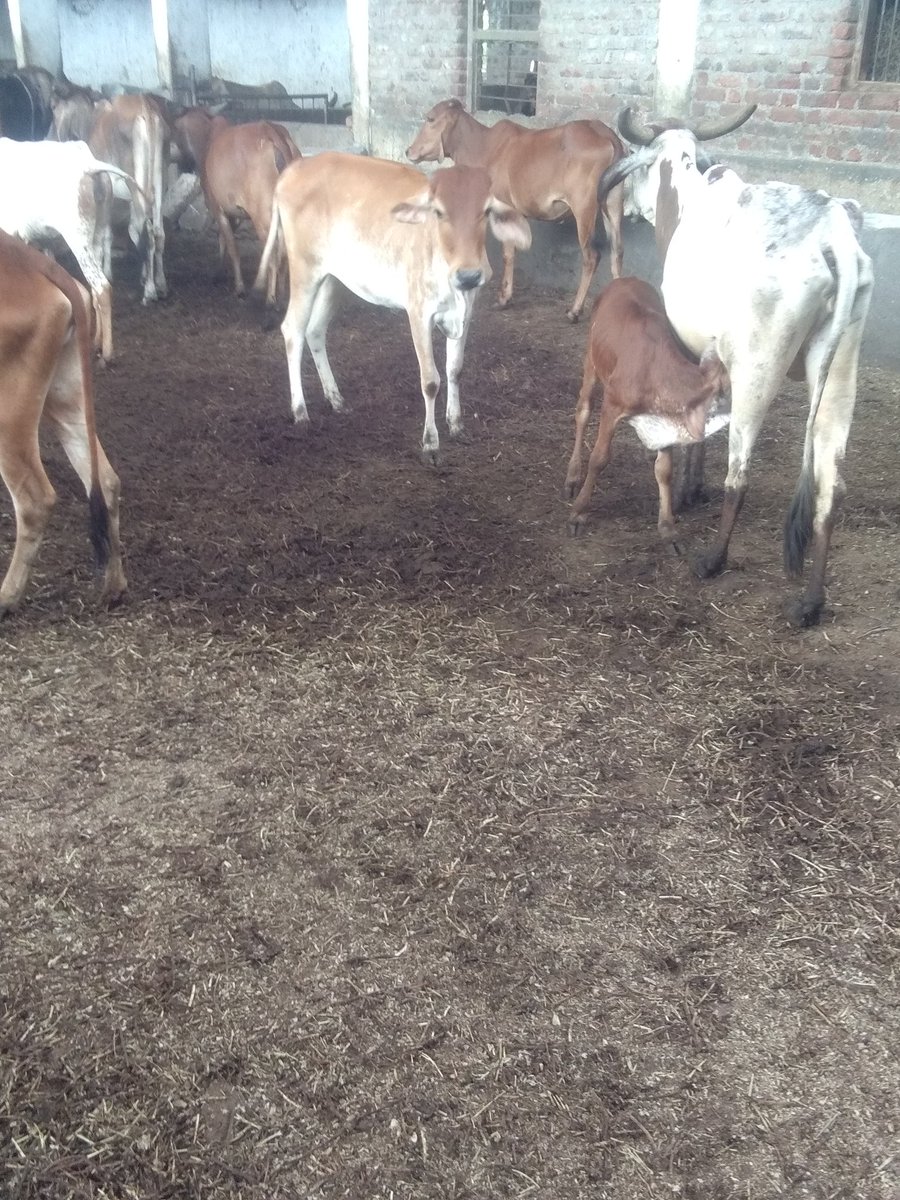 SojitraLaxit's tweet photo. #YourShot @NetgeoP Cow mother feed her baby😇 https://t.co/JKYVLCC6Pa