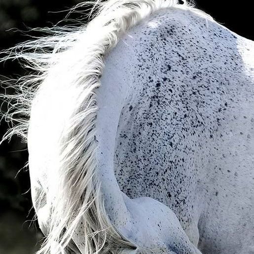 EQUINE ATMOSPHERE
•
Connecting the world through the Universal language of pattern
Photo: Malgorzata Kuriata
•
#horse #speckle #dapple #equine #marking #texture #lunar #interconnectivity #PATTERN