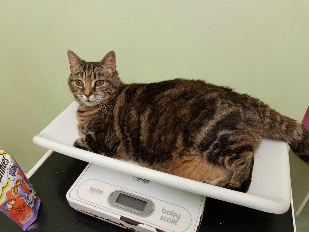 This is Tabby, who is nearly 13 years old. She came to see Tricia recently for a health check, and made herself at home!