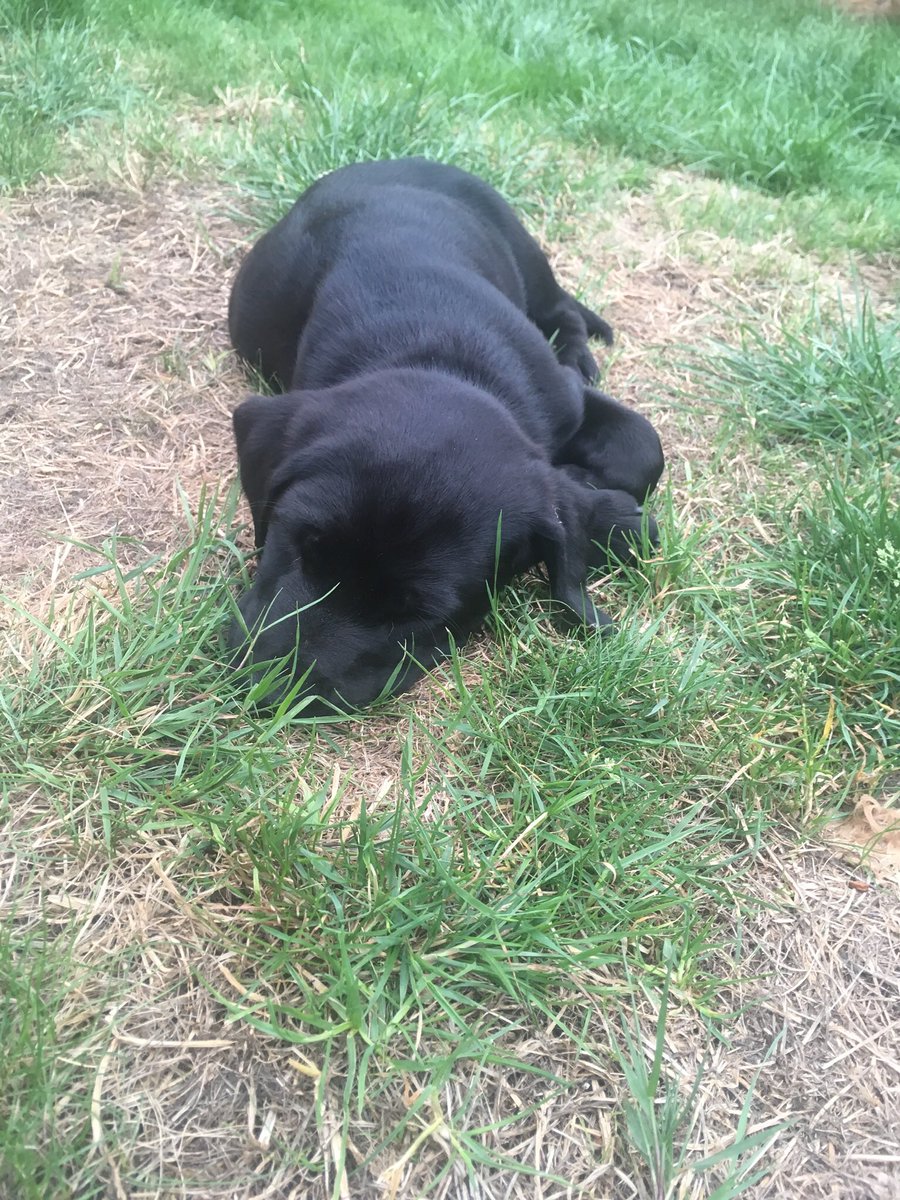 PD_Cass's tweet photo. Being a puppy is such hard work, need a nap by 0730 #puppy #dogslife https://t.co/gfbX7SD1R0