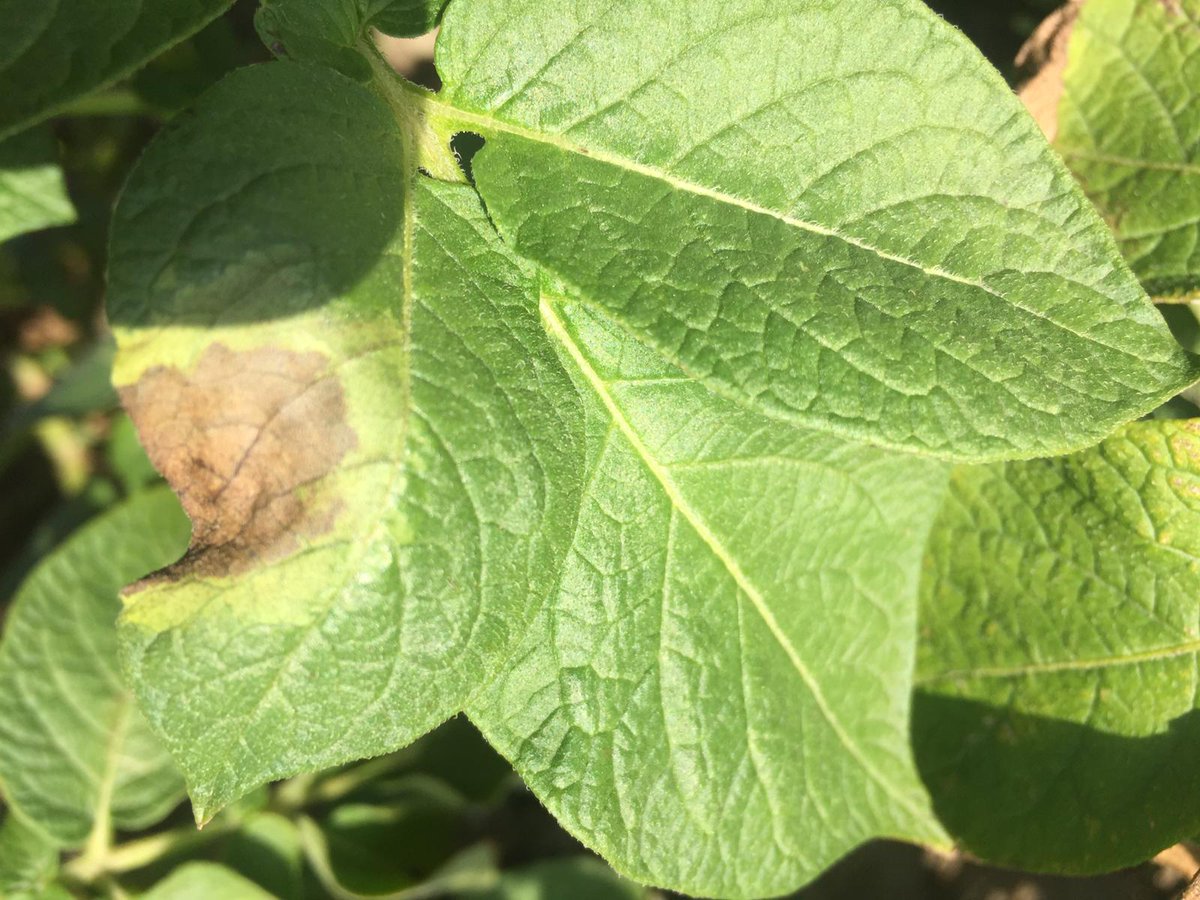 Bescherm aardappelen bij hoge Phytophthora druk met Proxanil. Lees meer op: arysta.nl/bescherm-aarda… #gewasbescherming #aardappelen #akker