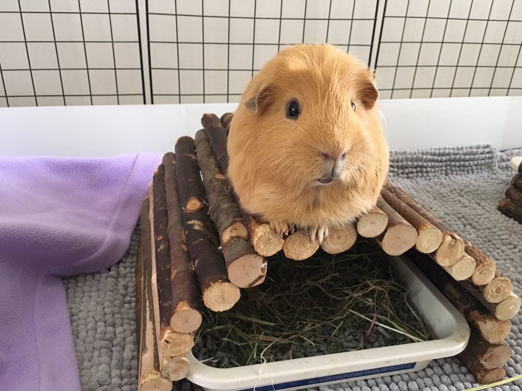 TuftyPiggie's tweet photo. Toffee, enjoying a rare moment of calm and adopting his best #sphinxpose. No doubt planning his next bout of #goldenmischief. #logclub #hintoffeets https://t.co/0rckouncNj