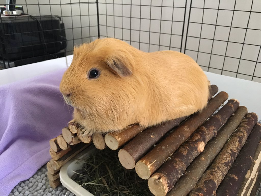 TuftyPiggie's tweet photo. Toffee, enjoying a rare moment of calm and adopting his best #sphinxpose. No doubt planning his next bout of #goldenmischief. #logclub #hintoffeets https://t.co/0rckouncNj