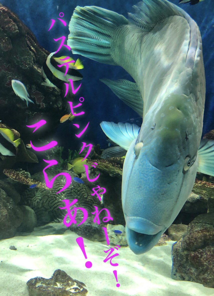 ふ う W ピンクのお魚 すごいキレイだったよ ホントだ 同じ魚っぽいね あまりの容姿にあたしも釘付けになったよwみんなこの魚のとこに集まってた