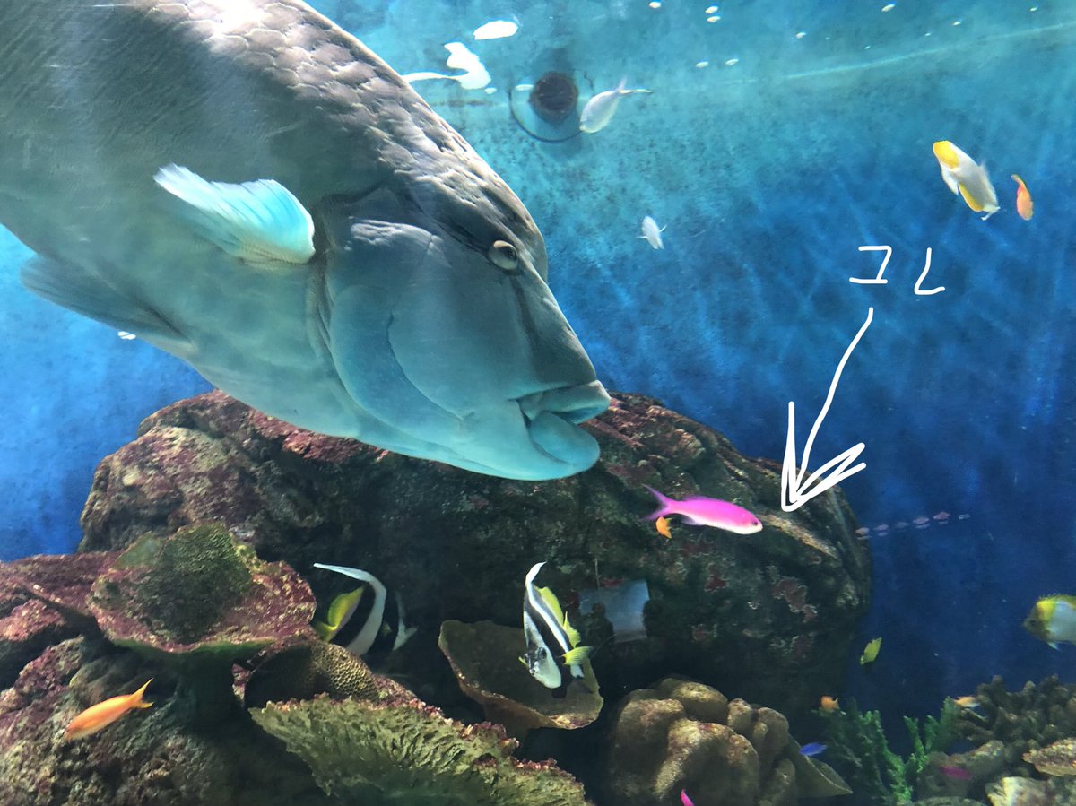 ふ う W ピンクのお魚 すごいキレイだったよ ホントだ 同じ魚っぽいね あまりの容姿にあたしも釘付けになったよwみんなこの魚のとこに集まってた