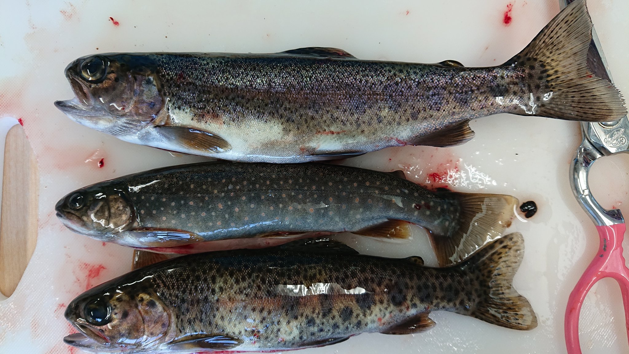 旭川医大寄生虫学講座 私 川魚の同定がからっきしなんですが これは上からニジマス イワナ ニジマスでいいの Twitter