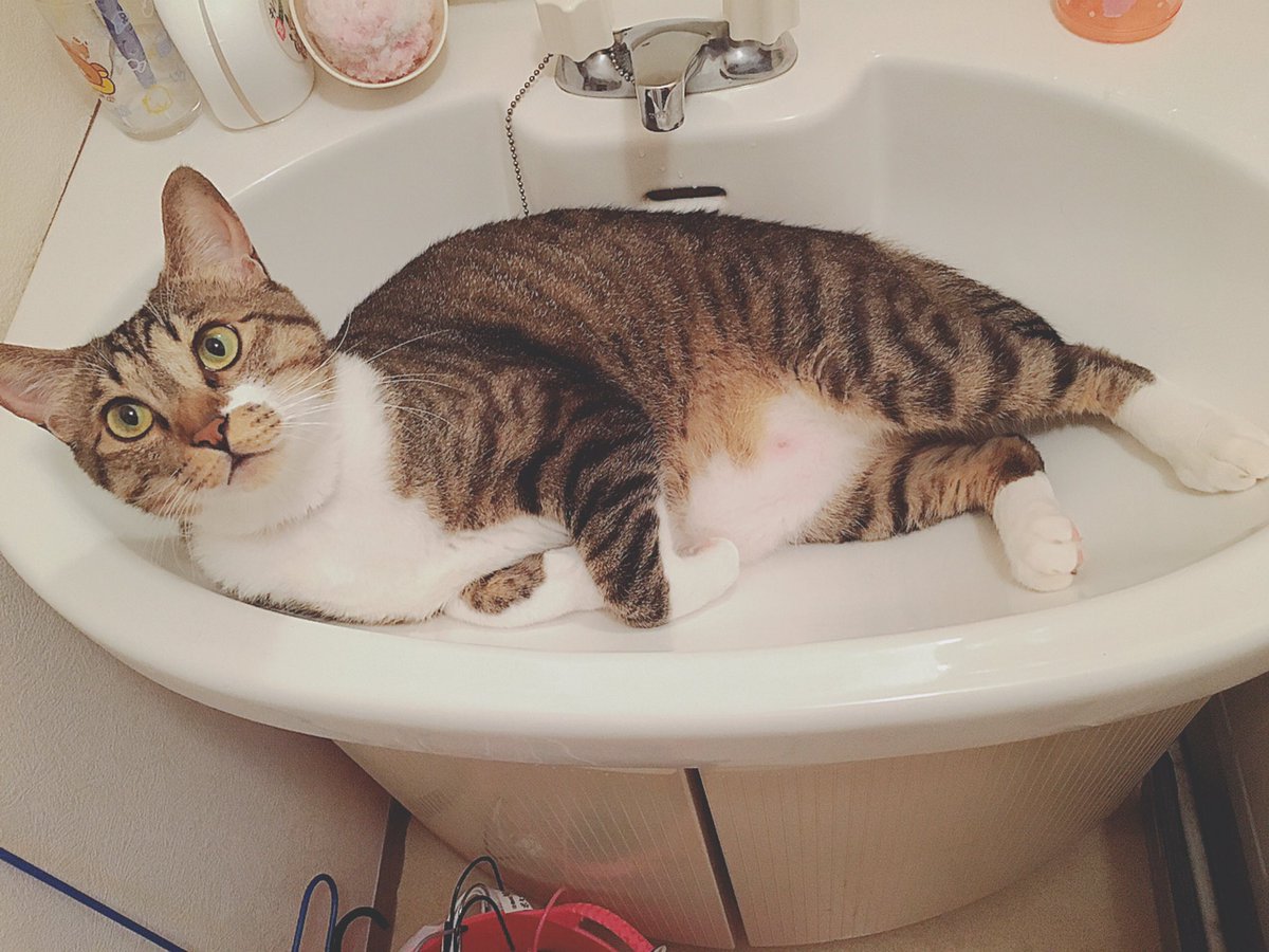 洗面台に猫 洗面台に猫