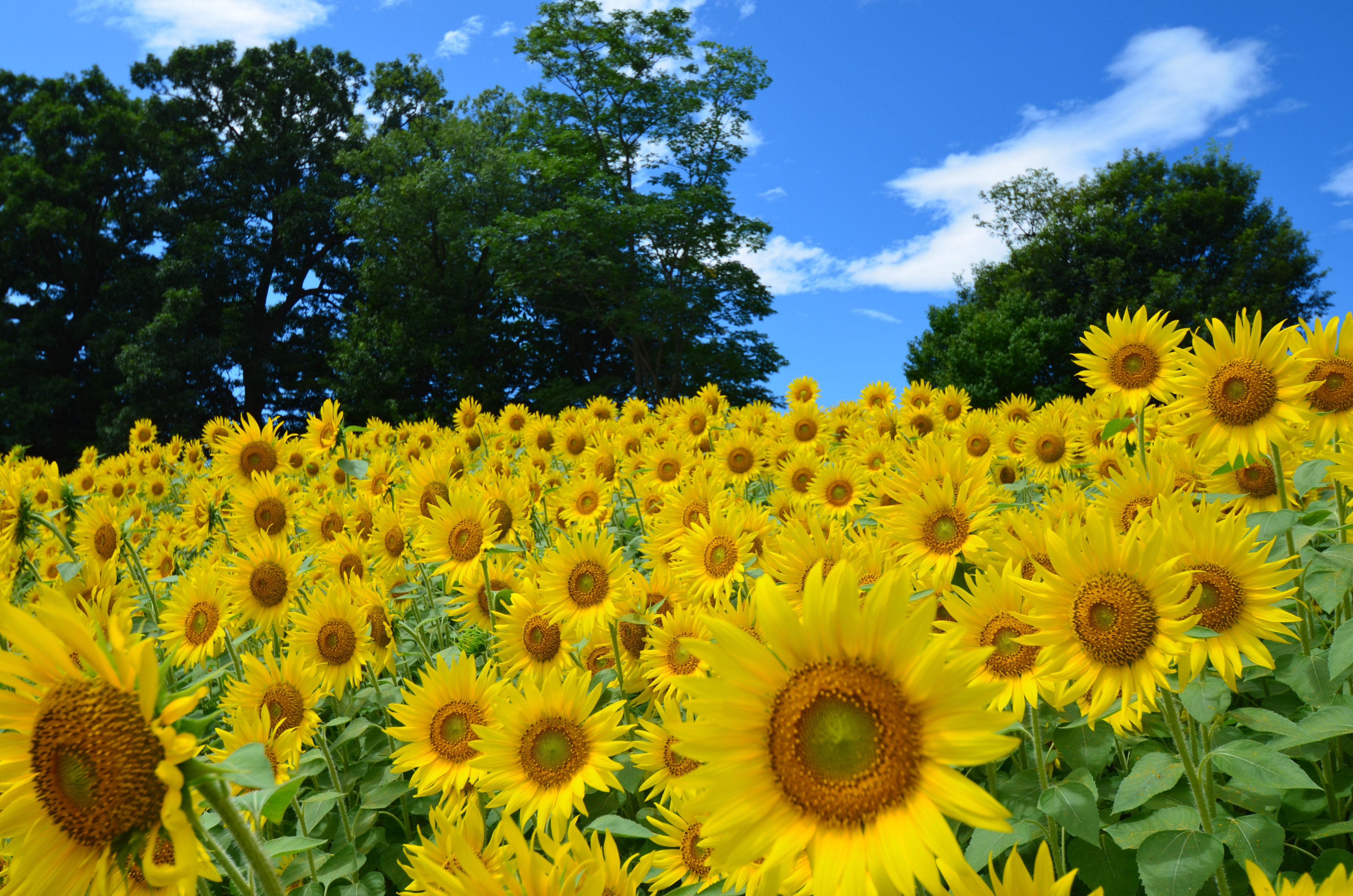信州いいやま観光局 公式 8 10 菜の花公園のひまわり 飯山高校の甲子園の感動が冷めやらず ですが 菜の花公園の ひまわり の開花状況をおしらせします 太陽に向かって見事に咲いてくれました うーん 最高 お盆くらいまで お楽しみいただけ
