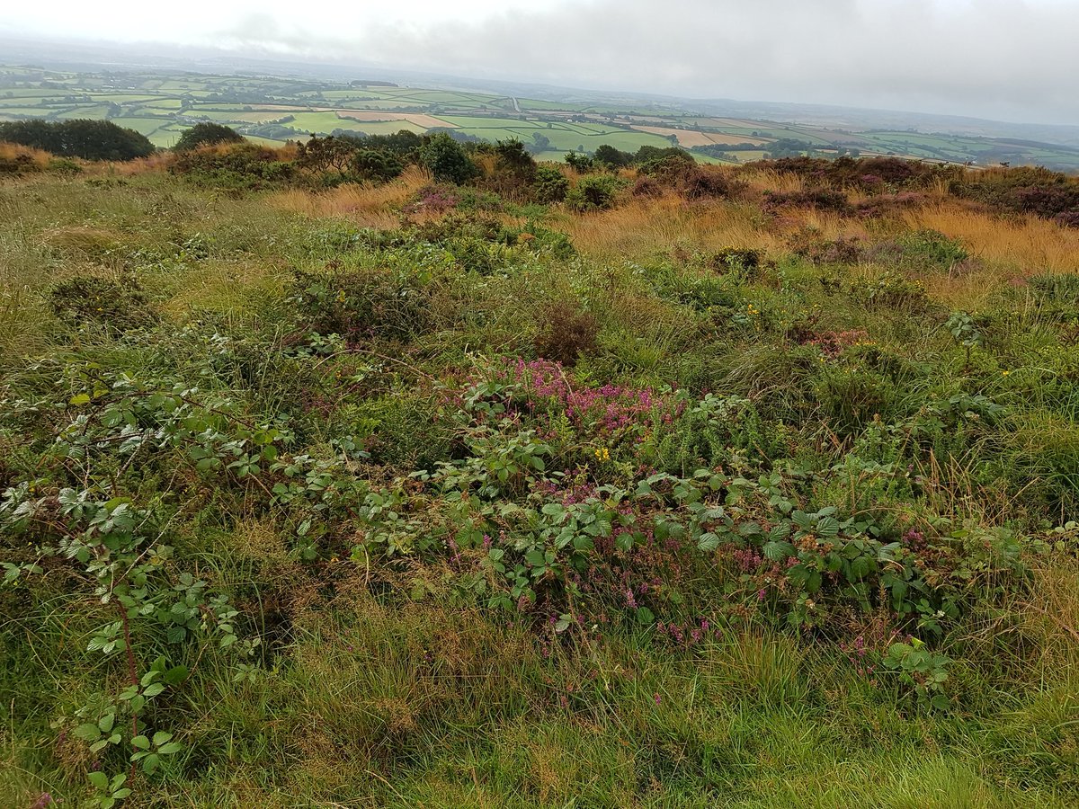 allpilgrim's tweet photo. After reading eeyeore, a nice walk with the dog on Kit Hill in Cornwall was called for.
Picture doesn't do the colours justice. The low clouds made this mystical place so intense, it felt like walking alongside our ancestors.
#kernowbysvyken #Cornwallforever https://t.co/3czve4tPrf
