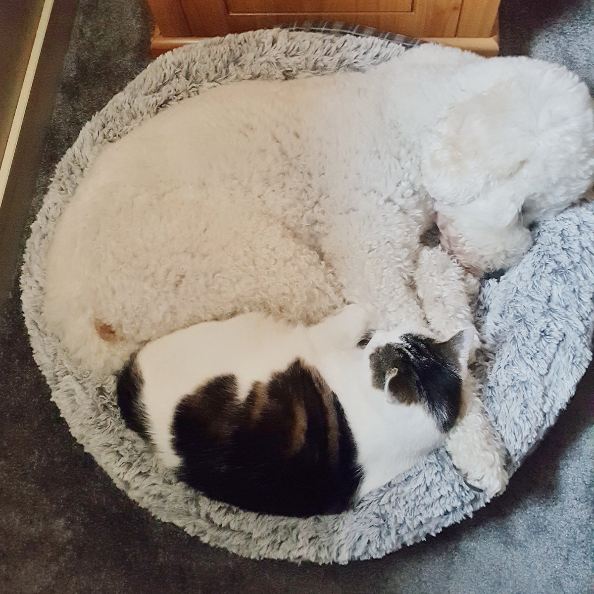 FunAnimalVidz's tweet photo. Don't get a dog if you've got cats they said.....
#spooninggoals #labradoodle #dogsoftwitter #carsanddogs https://t.co/2p4jVCzVwG