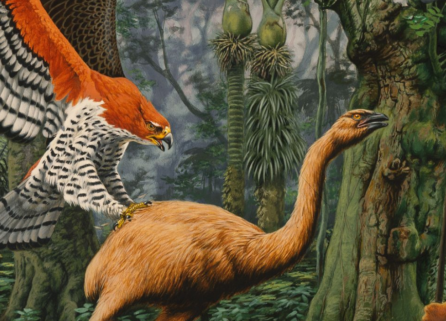 DIGS_for_EVEs's tweet photo. #DIGSforEVEs identified a fragment of an ancient #hepadnavirus in the genome of an extinct flightless bird, the little bush moa (Anomalopteryx didiformis). https://t.co/K9SSBDjR4s
