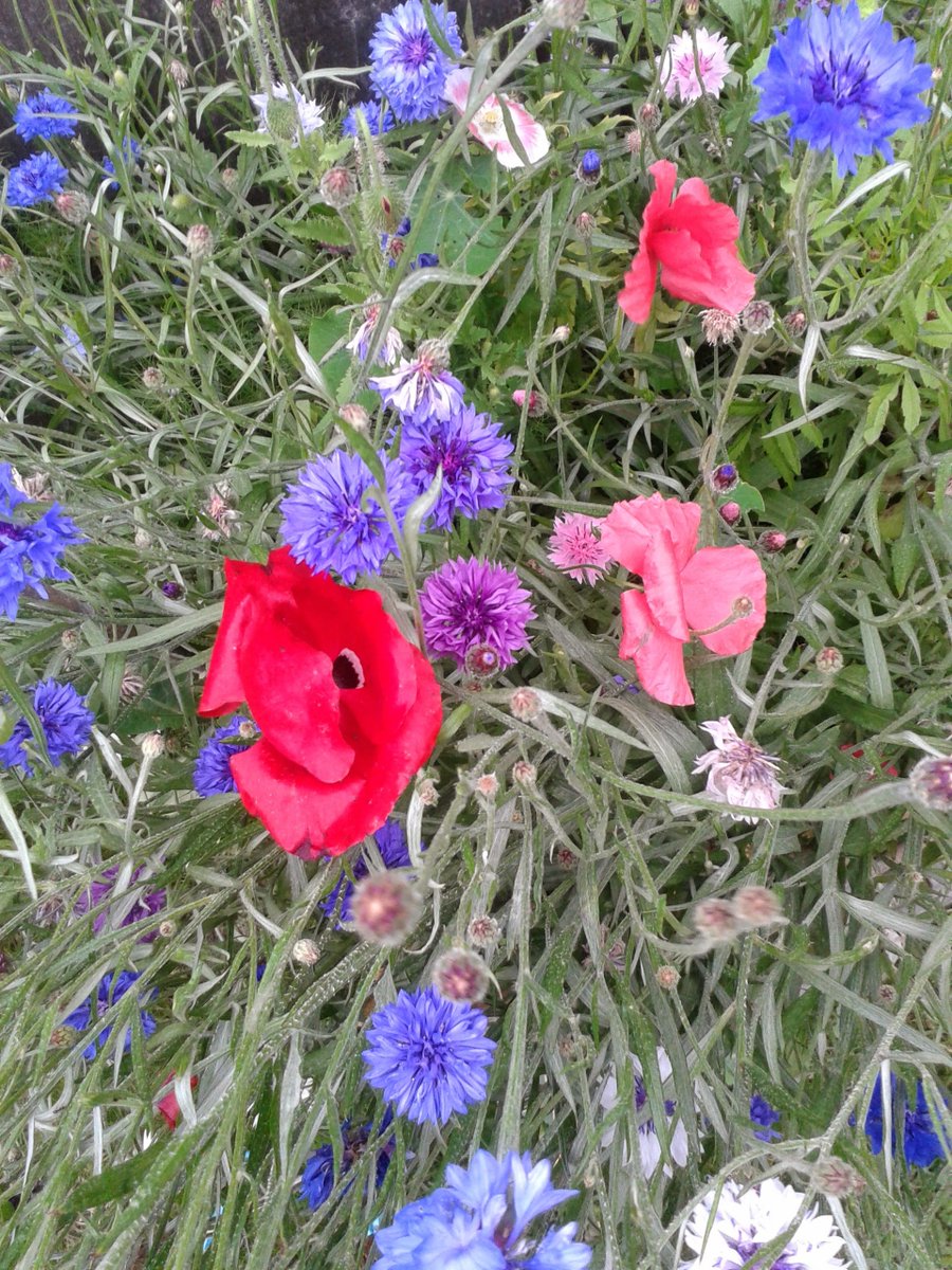 AquaserveU's tweet photo. #WednesdayWisdom #WednesdayMotivation When @AESEurope staff @MilliesMate and @ninafreer
would talk about #plants #trees #marginals #native etc. I used to wonder what they all were. I'm pleased to be learning what they all look like now๐ฅฐ๐ผ #Learning #teamwork #teachingme #nature https://t.co/vunxHuFFYv