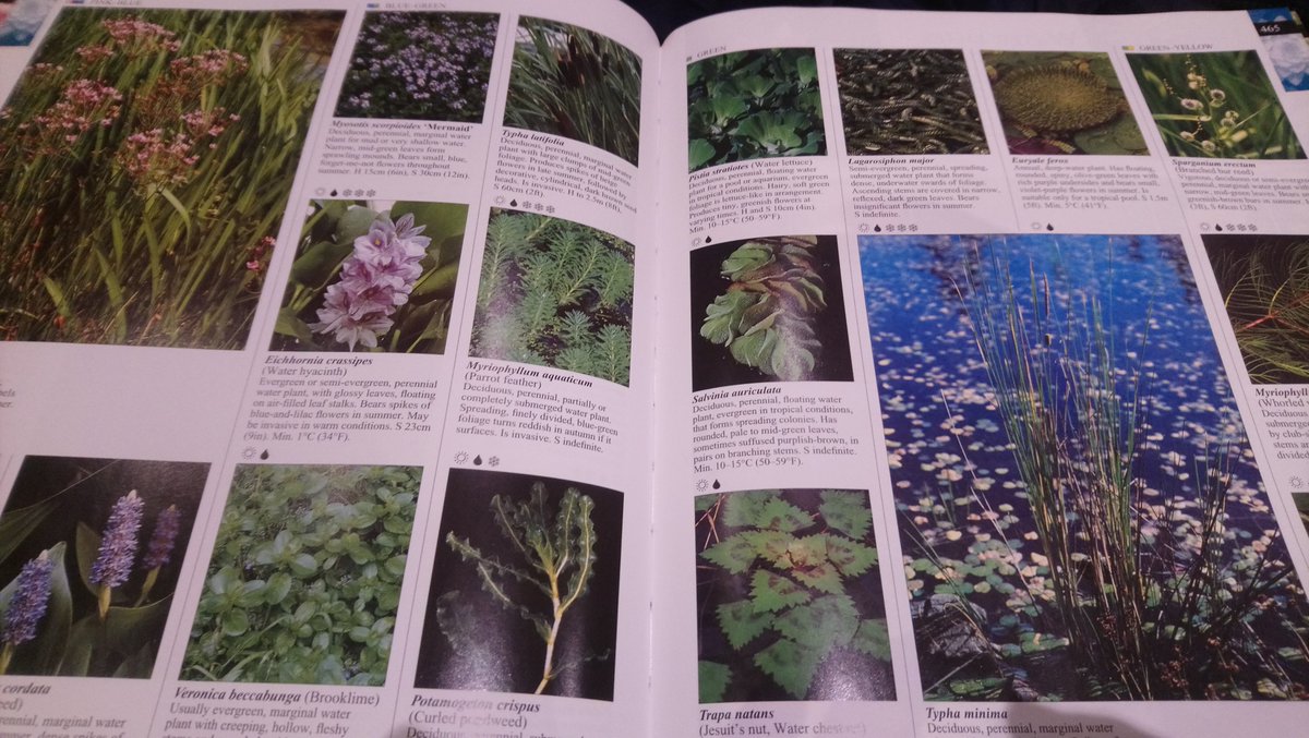 AquaserveU's tweet photo. #WednesdayWisdom #WednesdayMotivation When @AESEurope staff @MilliesMate and @ninafreer
would talk about #plants #trees #marginals #native etc. I used to wonder what they all were. I'm pleased to be learning what they all look like now๐ฅฐ๐ผ #Learning #teamwork #teachingme #nature https://t.co/vunxHuFFYv
