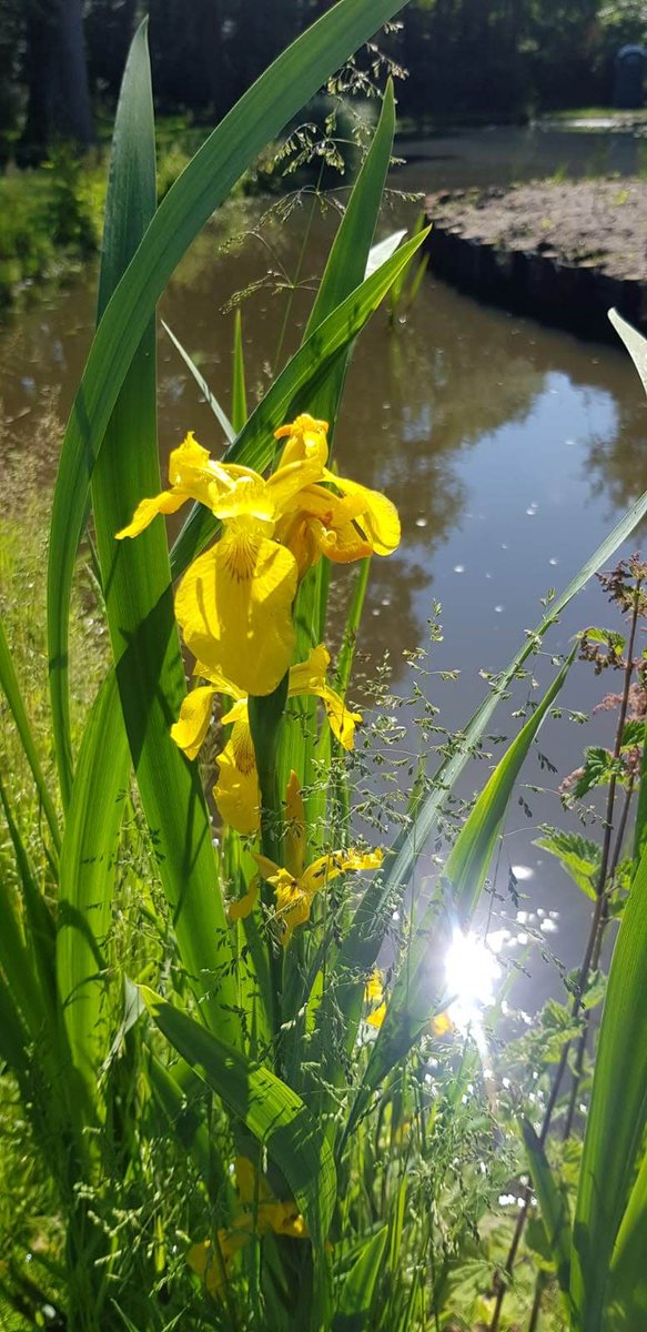 AquaserveU's tweet photo. #WednesdayWisdom #WednesdayMotivation When @AESEurope staff @MilliesMate and @ninafreer
would talk about #plants #trees #marginals #native etc. I used to wonder what they all were. I'm pleased to be learning what they all look like now๐ฅฐ๐ผ #Learning #teamwork #teachingme #nature https://t.co/vunxHuFFYv