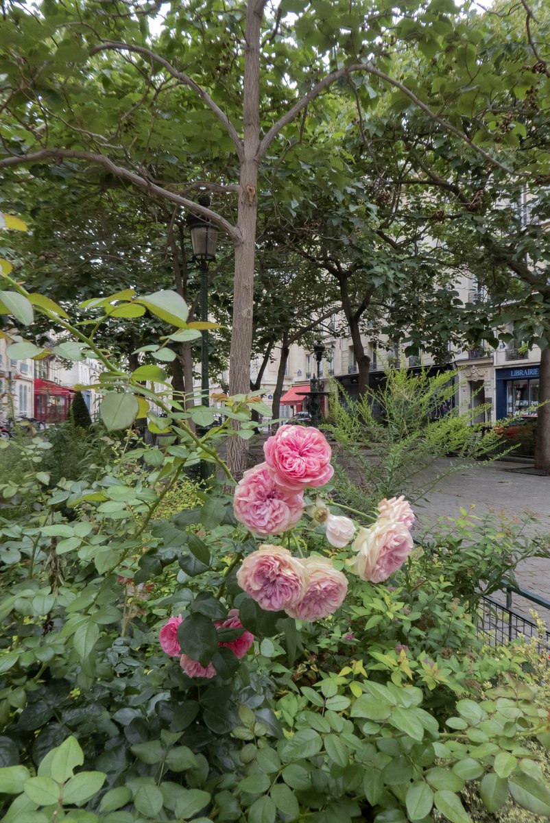 MoniqueinParis's tweet photo. #Roses at #PlaceDeLEstrapade https://t.co/LYg8FOWJfG