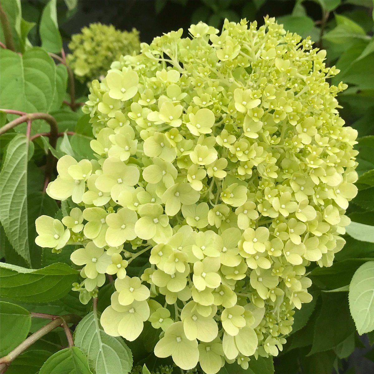 #Hydrangea paniculata ‘Limelight’ 

#heavenlyhydrangeas #green #lime #latesummercolour #gardening #plants