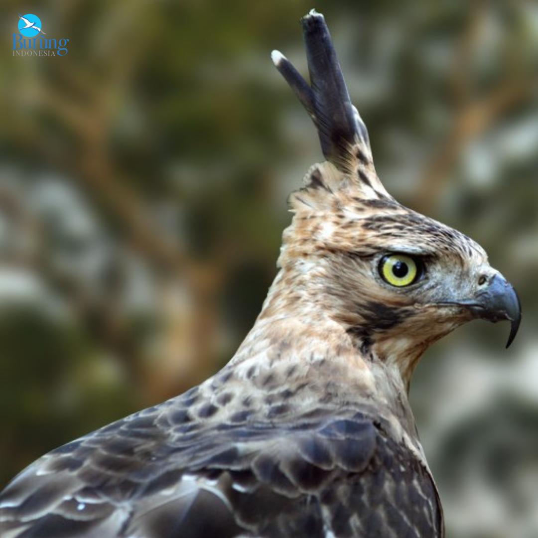 53+ Gambar 5.2 Burung Garuda Merupakan Lambang Negara Republik Indonesia Paling Bagus 53+ Gambar 5.2 Burung Garuda Merupakan Lambang Negara Republik Indonesia Paling Bagus