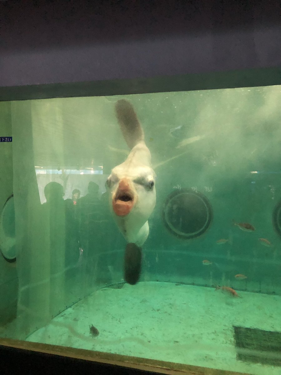 ウロノロート 怖い 正面から見たマンボウ 怖い ウロノロート 怖い 正面から見たマンボウ 怖い