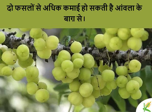 KrishiHelp's tweet image. आंवले की खेती से एक किसान दो फसलों से भी ज्यादा कमाई कर सकता है? जहाँ पर पानी कम है और जमीन भी बढ़िया नहीं है वहां के किसान आंवले की खेती बहुत अच्छी कमाई कर सकते है ।आंवला के सर्वोत्तम गुणकारी होने के कारण इसकी मांग भी बढ़ने लगी है। 
#AmlaFarming #KrishiHelp