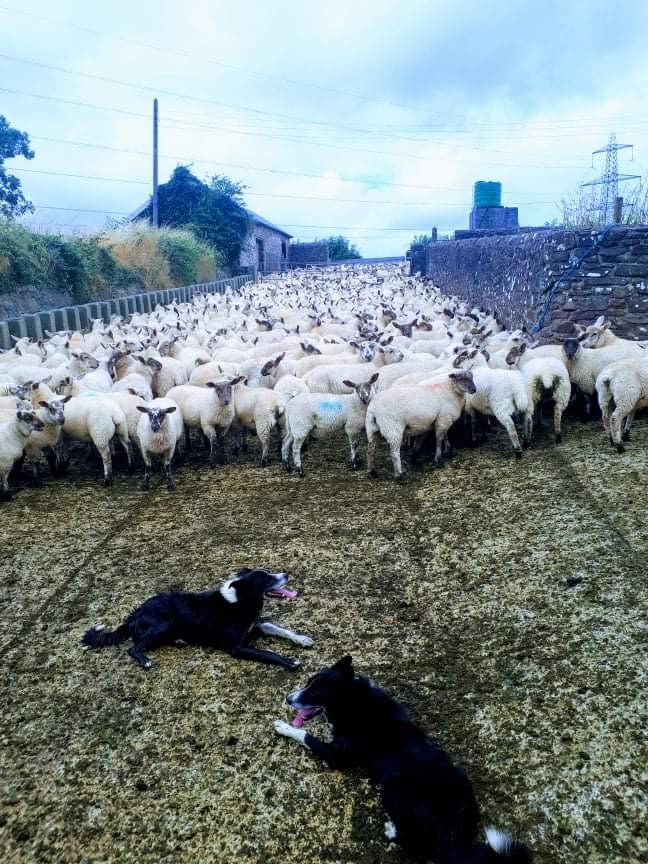 CreditonMilling's tweet photo. These guys know how to get the job done 🐑 

Snapped at a customers farm last week, we like to see the whole team working hard 😉

#sheepdog #FarmLife https://t.co/ZjIacDVt75