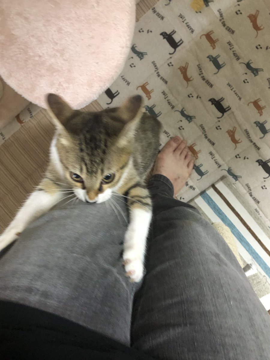 わんこをかわいがっていたことが猫様にバレた瞬間の写真 すごく怒ってらっしゃる 匂いに敏感だから Togetter わんこをかわいがっていたことが猫様にバレた瞬間の写真 すごく怒ってらっしゃる 匂いに敏感だから Togetter