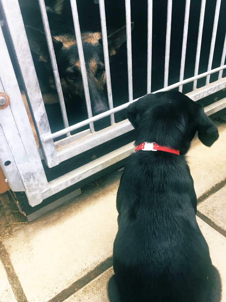 PD_Cass's tweet photo. Cass briefing Fergi in morning meeting to discuss today’s taskings and jobs https://t.co/nds5Ws9XHc