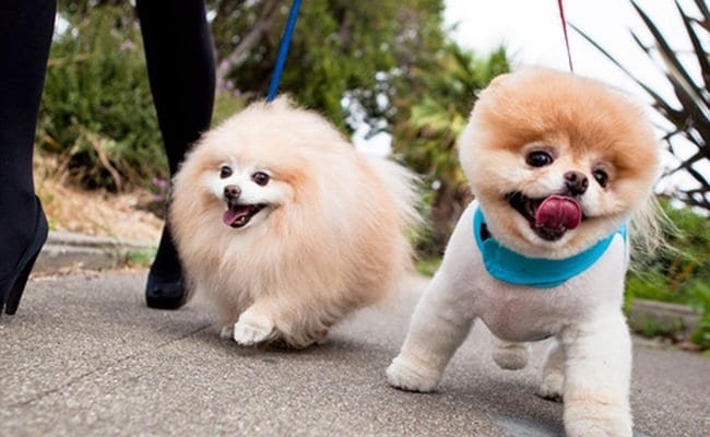 AnimalCenter6's tweet photo. Chó Phốc Sóc (POMERANIAN) là loại chó cảnh nhỏ, dễ thương và được nuôi phổ biến tại Việt Nam. Animal Center xin chia sẻ cách nuôi và chăm sóc cho người mới
#animalcenter #dogs #pets #nuoicho #chophocsoc #pomeranian
https://t.co/FdSjUaeDMY https://t.co/4tHqnbNkBr