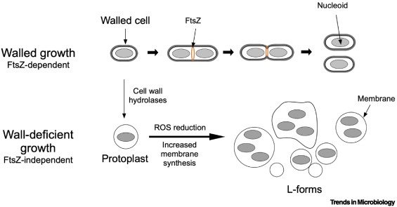 Cell Wall Deficiency as a Coping Strategy for Stress

<a href="/TrendsMicrobiol/">Trends in Microbiology</a> Review by <a href="/ClaessenLAB/">The Claessen Lab</a> &amp; <a href="/Errington_Lab/">Errington lab</a> 

sciencedirect.com/science/articl…