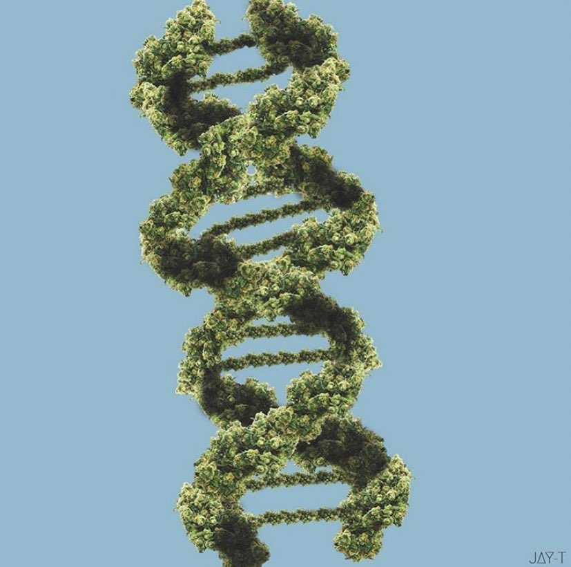 My DNA