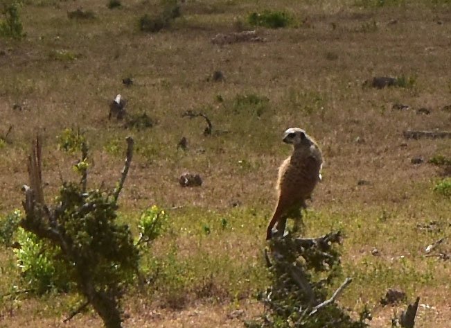 dagmar_roscher's tweet photo. Suricate Sentinel in Addo Elephant Park. South Africa. | Erdmännchen-Wächter im Addo Elefantenpark. Südafrika. #Suricate #Addo #Safari #AddoElephantNationalPark #Wildlife #AddoSafari #SouthAfricaSafari #GameDrive #Erdmännchen #AddoElefantenPark https://t.co/mdCPYF8AbG