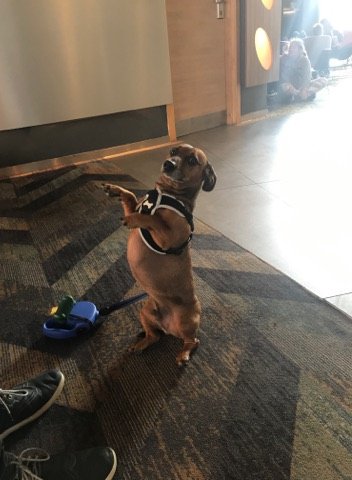DoyleELF's tweet photo. Met Reggie at Sweet Novotel, waiting to see @TheLastAmanda. He is doing his meerkat impression.

#DogsOfFringe #MakeYourFringe https://t.co/ZPhJFG8y6u