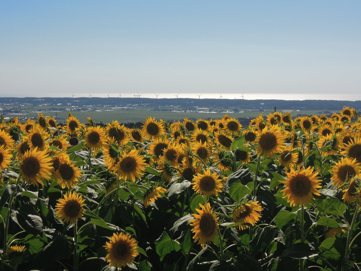 まるっとくん در توییتر 夏といえば ひまわり 今ひまわりは大変見頃です 日本海 遊佐町 ひまわりが一度に一望できる遊佐町にある 藤井ひまわり畑 一度行ったら毎年行きたくなる場所です ぜひ見ごろのひまわりを見に行きませんか まる