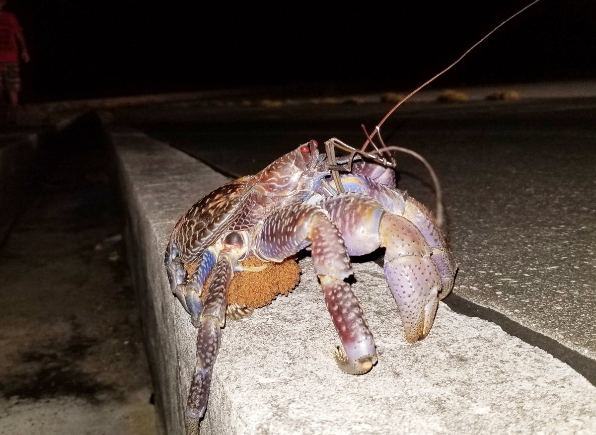 宮古島ファン A Twitteren ヤシガニ を獲らないで 宮古島 では8月31日までヤシガニ保護期間 ヤシガニは絶滅危惧種に指定されており この期間に捕獲すると罰金10万円が課せられます T Co Tgu4bc9yk3