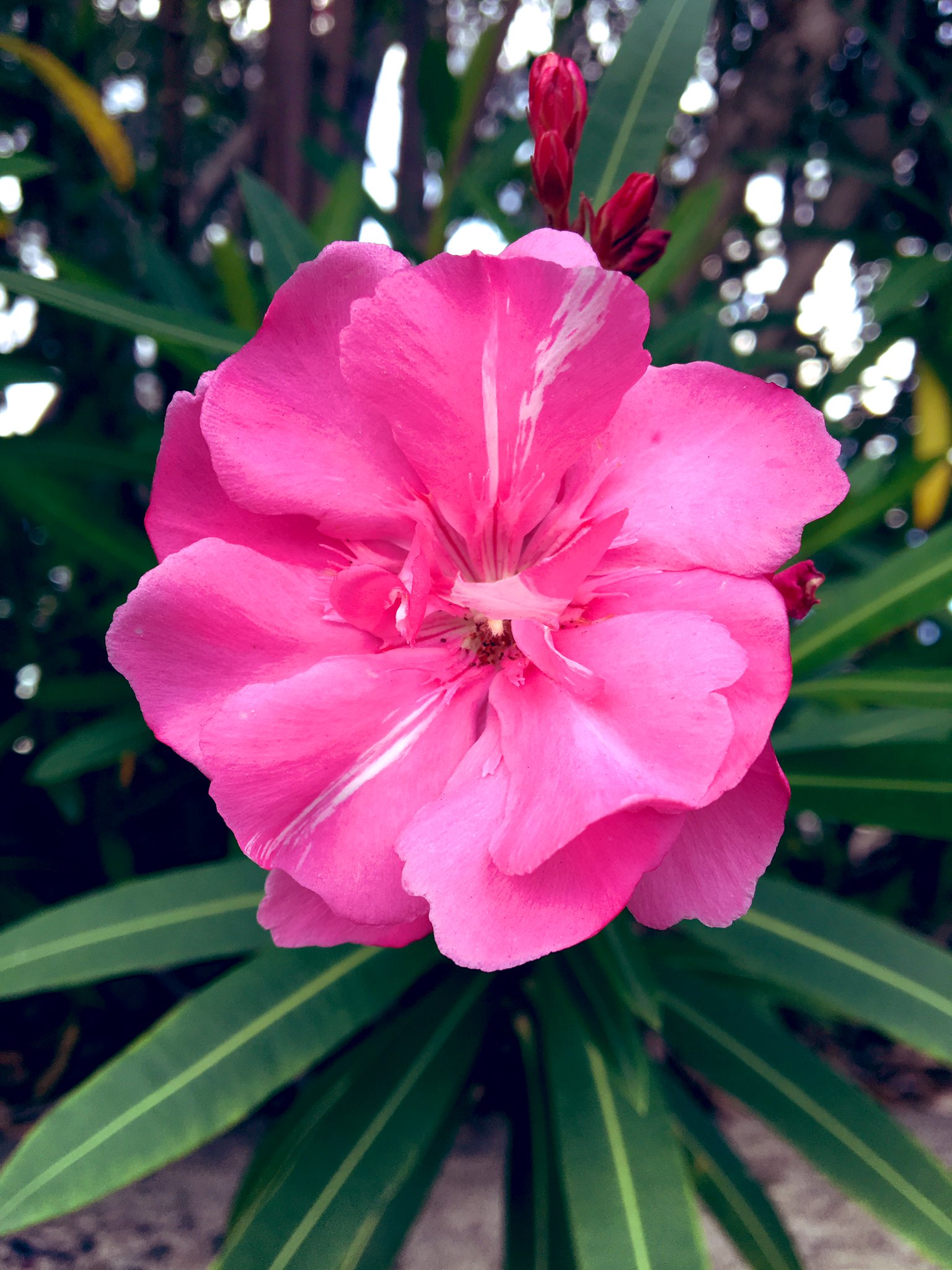 夾竹桃仏の道の赤い花 Twitter Search Twitter