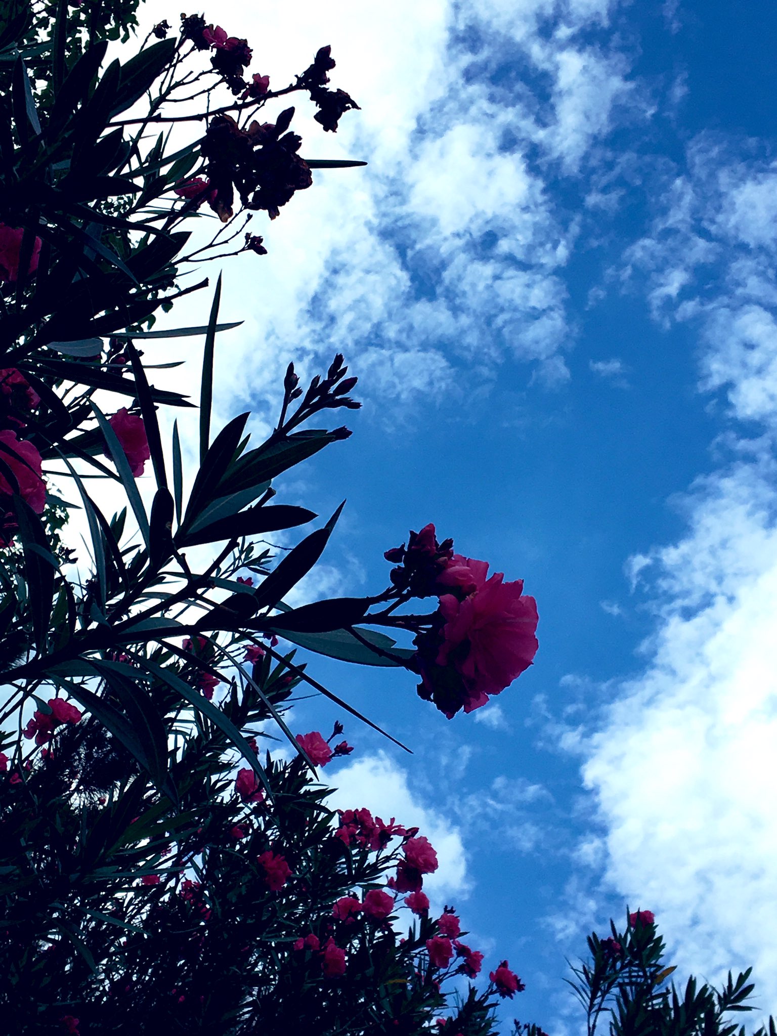 夾竹桃仏の道の赤い花 Twitter Search Twitter