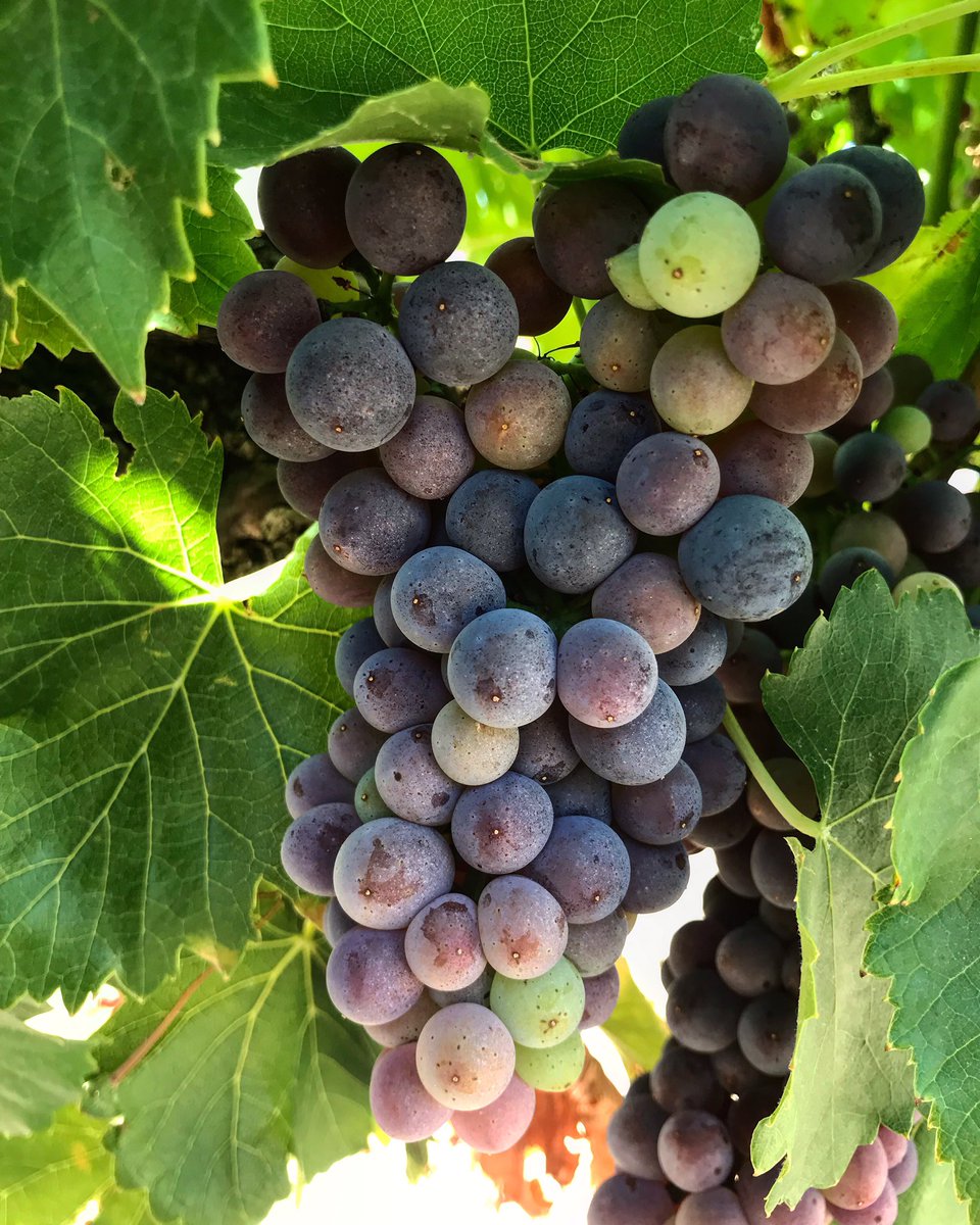 Véraison des Grenache