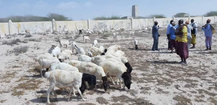 FarahDWarsame's tweet photo. Beesha Reer Xaaji Suleymaan oo 100 Neef oo Ari ah ku wareejisay Guddiga Farsamada Shirweynaha Habargidir ee ka socda degmada Hobyo @ShirkaHobyo .
#HobyoPeaceConference
#Hobyo
#Cadaado
#Somalia https://t.co/Ol1Jhk8noj