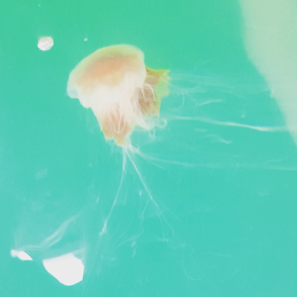 The Lions mane jellyfish is a pretty common sight just now. Their tentacles always seem to get everywhere and I regularly get stung by them when am in the sea.
#isleofskye #islandlife #seaweed #Scotland #nature #jellfish #atsea