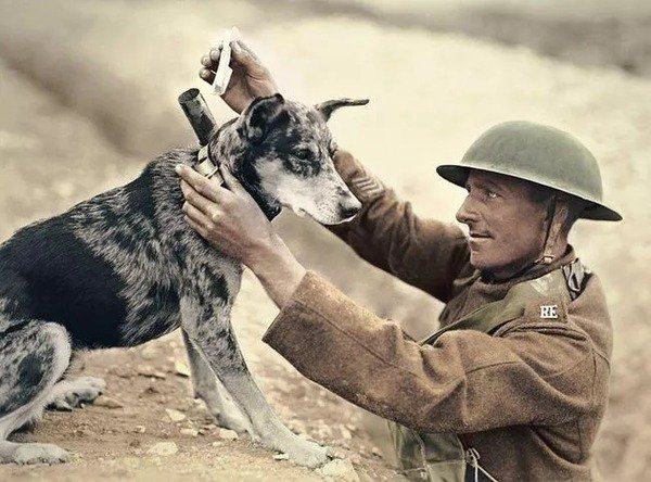 不思議 Net 1 最前線にメッセージを運ぶ ドイツの軍用犬 1918年 2 第一次世界大戦中のメッセンジャードッグ 1918年 フランス 3 兵士に包帯を渡す イギリスの医療犬 1915年 4 ドイツ将校に扮する犬 1915年 T Co N7nbnmmt7c 画像 戦地や過酷