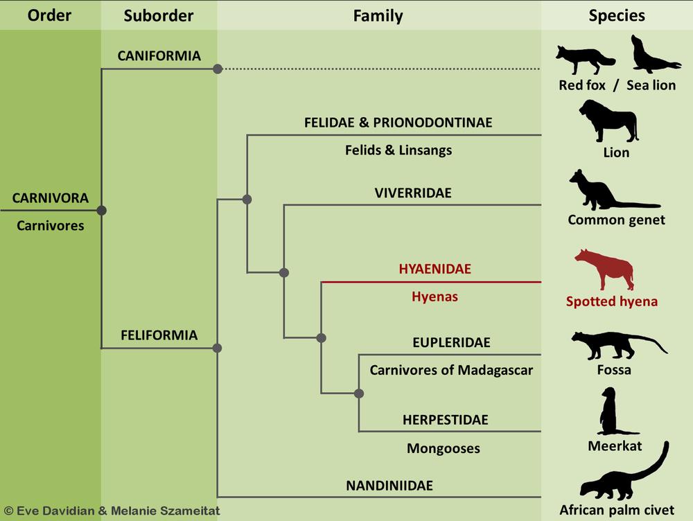 Are Hyenas More Related To Dogs Or Cats Taxonomy