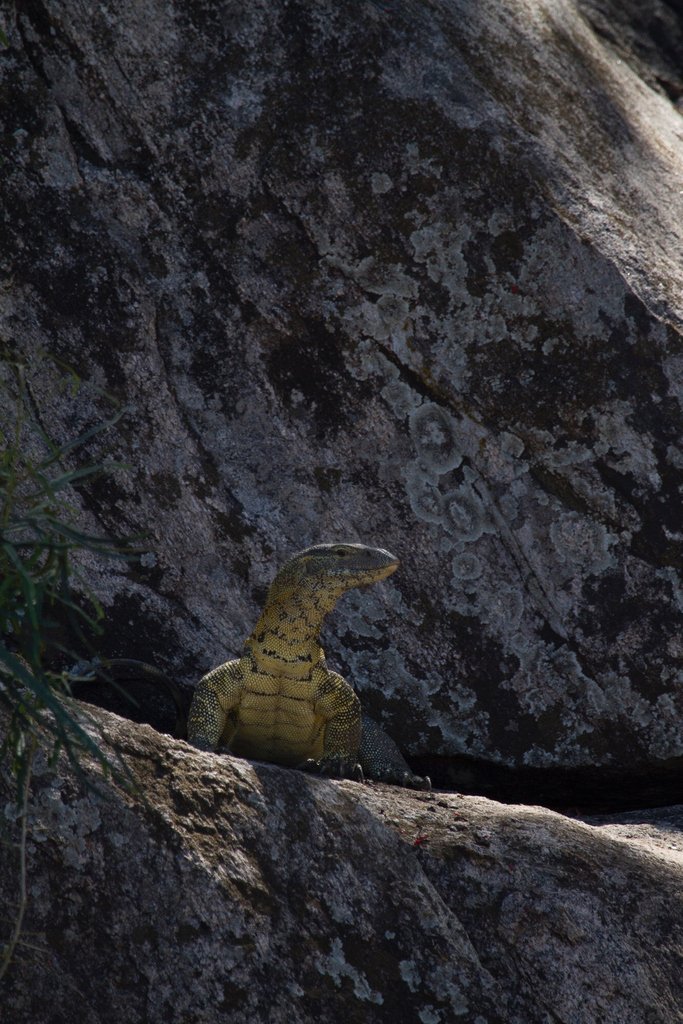 Can there be any better way to celebrate #WorldLizardDay other than appreciating the largest Lizard in Africa: The Monitor Lizard
・・・
#ikukasafaricamp #ruaha #tanzania #wonderfultanzania #monitorlizard #reptilesrule #wildaboutafrica #igscwildlife #eawildlife