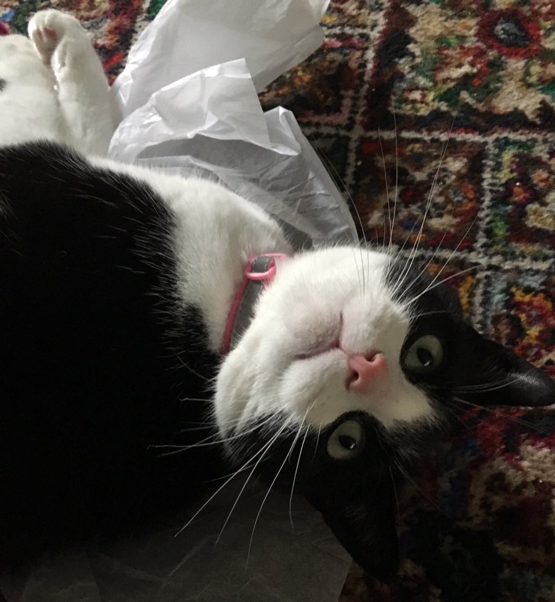 RaspberryMT's tweet image. Appy #whiskerswednesday dear furriends me opes ezerypurr is well n appy❣️n tank mews paw mewr lovely wishes n kind meows 💞me appy to report me much better n eating well n aving normal 💩me felt poorly n it gud to be well again 😻love n purrs Raspberry💗💕💗